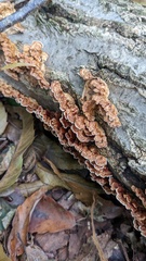 Xylobolus spectabilis