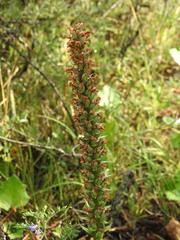 Gymnadenia densiflora