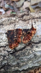 Xylobolus spectabilis