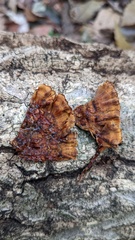 Xylobolus spectabilis