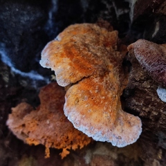 Pycnoporellus fulgens