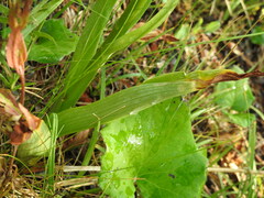 Gymnadenia densiflora