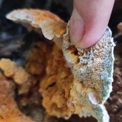 Pycnoporellus fulgens