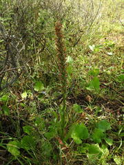 Gymnadenia densiflora