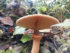 Cystoderma aureum