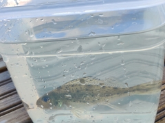 Gymnocephalus cernua