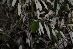 Alphitonia excelsa