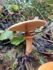 Cystoderma aureum