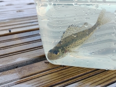 Gymnocephalus cernua