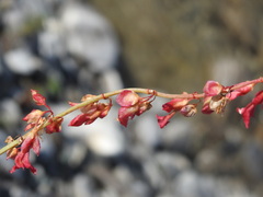 Rumex scutatus