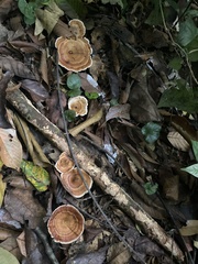 Microporus xanthopus