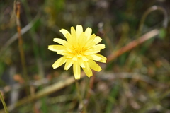 Microseris