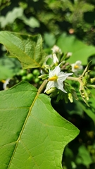 Solanum torvum