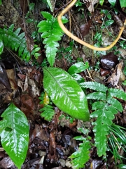 Tectaria harlandii