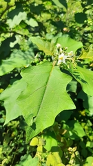 Solanum torvum
