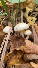 Hygrophorus chrysodon