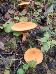 Cystoderma aureum