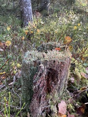 Cladonia