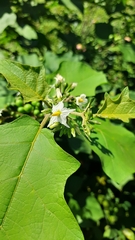 Solanum torvum