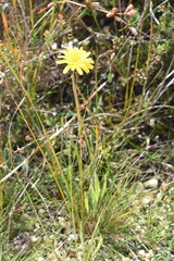 Microseris