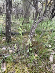 Pterostylis cycnocephala