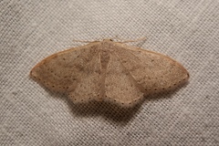 Idaea eugeniata