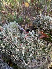 Cladonia