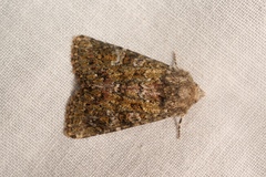 Polymixis lichenea