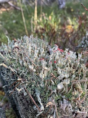 Cladonia