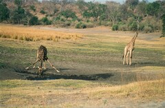 Giraffa camelopardalis giraffa