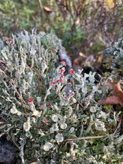 Cladonia