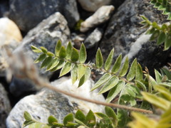 Oxytropis