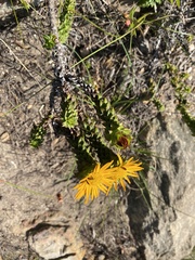 Oedera imbricata