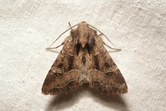 Trigonophora jodea