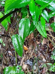 Smilax bracteata