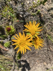 Oedera imbricata