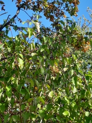 Ligustrum vulgare