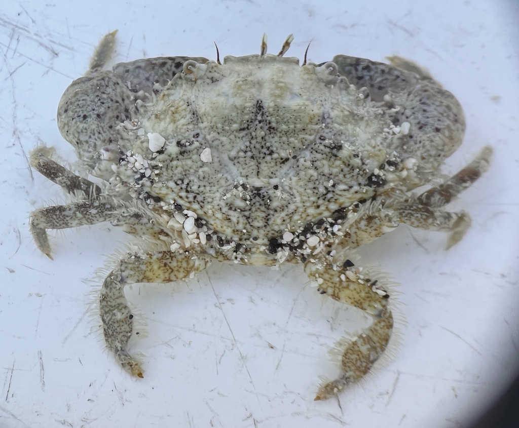 Mecataleptodius