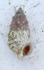 Cerithium litteratum