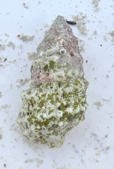 Cerithium litteratum