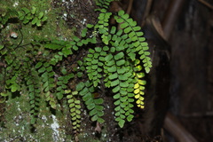 Adiantum cunninghamii