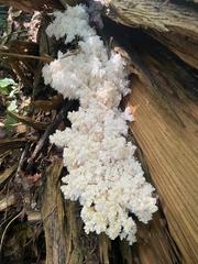 Hericium alpestre