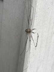 Dicranopalpus