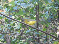 Pachycephala hypoxantha