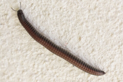 Ommatoiulus sabulosus