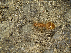 Crematogaster osakensis