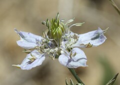 Nigella arvensis