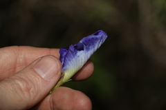 Clitoria ternatea