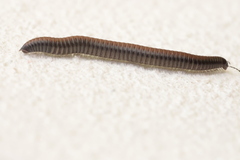 Ommatoiulus sabulosus