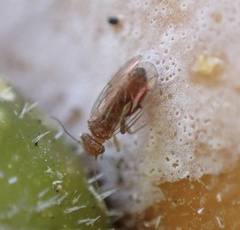 Homilopsocidea